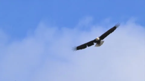 Bald eagle, mature, soars in flight overhead, slomo Stock Footage 270102967