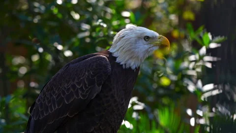 BALD EAGLE MEDIUM SHOT Video stock 228747099