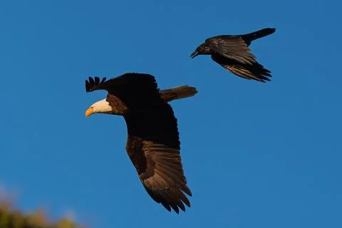 Bald Eagle mobbed by an American Crow over the Boise River Idaho 스톡 사진