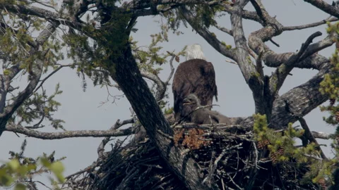 Bald eagle with month-old chick in nest, 4k Stock Footage 276986492