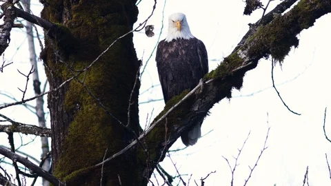 Bald Eagle In A Moss Covered Tree 스톡 동영상 121196006