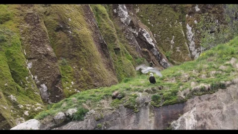 Bald Eagle on a Mossy Sea Cliff as Gulls Sweep Past Stock Footage 337515457