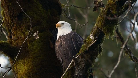 Bald Eagle In A Mossy Tree Staring At Camera Vidéo 121200383
