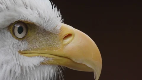 Bald Eagle Nature Symbol, Close Up Wildlife Portrait Raptor Beak Closeup Stock Footage 123137433