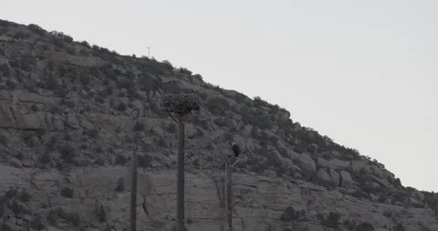 Bald eagle nest against canyon wall backdrop, adult calling juveniles bedded Stock Footage 336220100