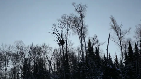 Bald eagle with nest - Apostle Islands - Lake Superior Winter Stock Footage 35401290