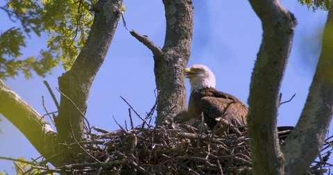 Bald Eagle Nest with Chicks Stock Footage 112658418