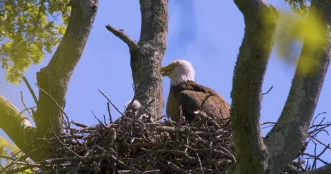 Bald Eagle Nest with Chicks in Slow Motion 4K Stock Footage