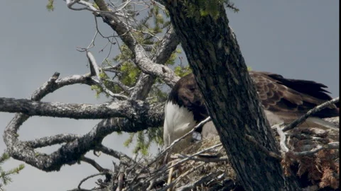 Bald eagle on nest feeding and tearing at marmot carcass with eaglet, nature, 4k Stock Footage 277306341