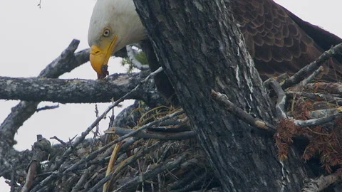Bald eagle in nest feeding eaglet, scloweup, slomo,  4k 動画素材 277291509