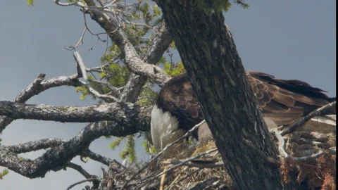 Bald eagle on nest feeding on marmot with eaglet, power, nature, 4k Stock Footage 277306311