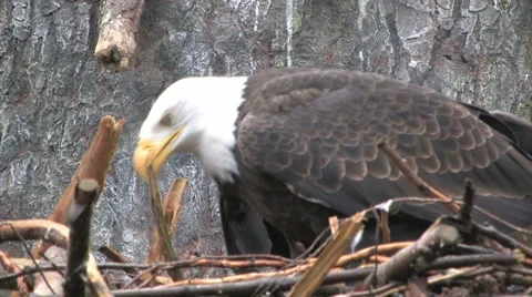 Bald Eagle in nest Stock Footage