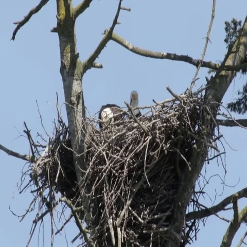 Bald Eagle on Nest Video stock 69527525