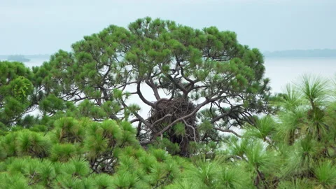 Bald Eagle Nest Stock Footage 159151517