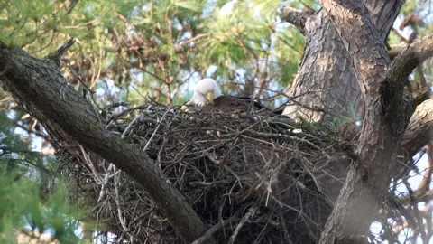 Bald Eagle in Nest Stock Footage 170169223