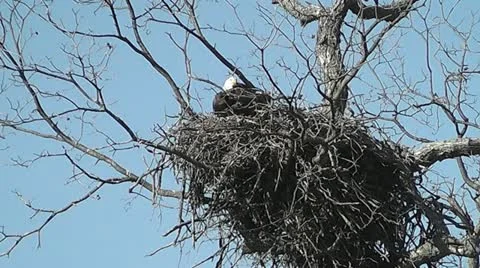 Bald Eagle in Nest I Stock Footage 22037254