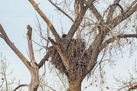 Bald Eagle on the nest in January Stock Photos