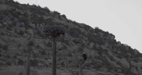 Bald eagle nest mid close against canyon wall, adult calling juveniles bedded Stock Footage 336220106