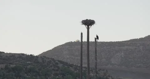 Bald eagle nest mid wide shot, adult calling while juveniles rest Stock Footage 336220119