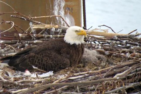 Bald Eagle on nest Stock Photos