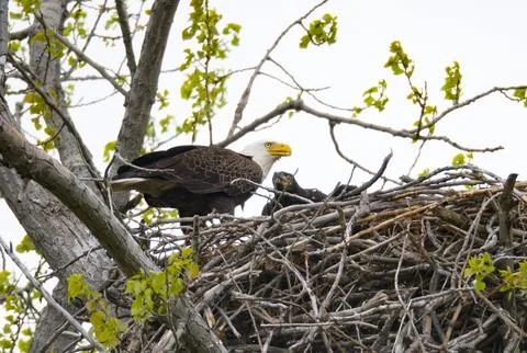 Bald eagle on nest. Stock Photos
