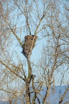 Bald eagle nest Foto stock