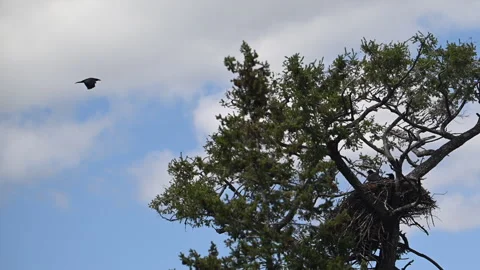 Bald eagle nest with predatory Raven flying overhead, 4k Stock Footage 278755546