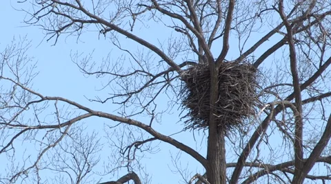Bald Eagle Nest on Tall Tree Stock Footage 47946399