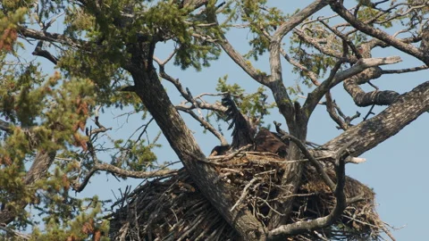 Bald eagle in nest, testing wings and moving carrion, 4k Video stock 280530327