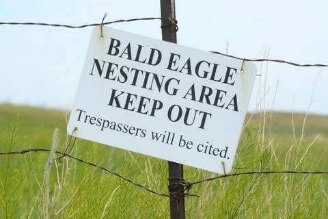 Bald Eagle Nesting Area Stock Photos