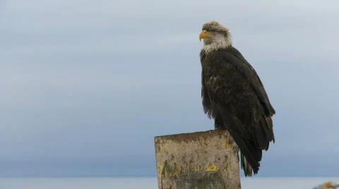 Bald Eagle No.1 Stock Footage 534742