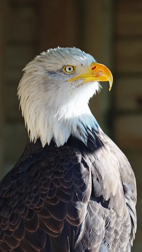 Bald Eagle Observing at Herring Farm Stock Footage 331114884