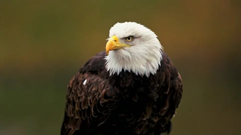 Bald eagle with open beak screeches loudly in nature. Stock Footage 341239775