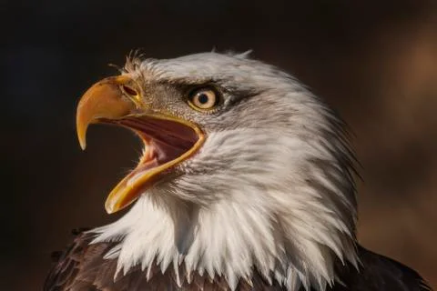 Bald eagle with open beak from side view and has open eye. Stock Photos