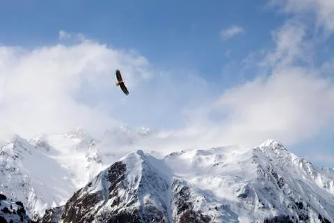 Bald eagle over mountains Stock Photos