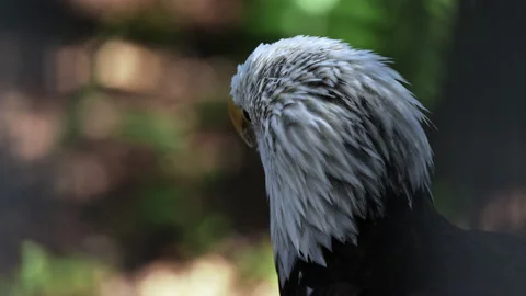 BALD EAGLE OVER THE SHOULDER SHOT Stock Footage 228752221