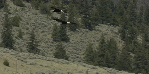 Bald eagle pair in flight soar over grassland hills, 2k Stock Footage 154521453