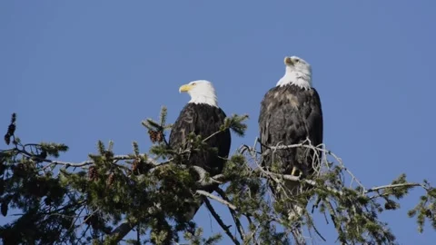Bald eagle pair, mature, raptor, perched in top of conifer tree Stock Footage 224959248