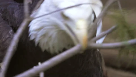 Bald eagle pair moves sticks for future nest Stock Footage 170401772