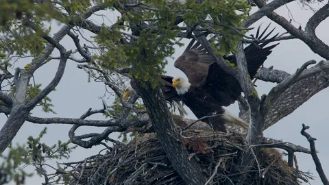 Bald Eagle pair in nest, Mallard escapes from talons and flies, stop motion, Stock Footage 277287483
