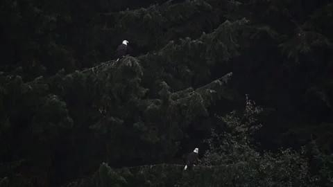 Bald Eagle pair perched in Sitka spruce tree in heavy rain Stock-Footage 170034438