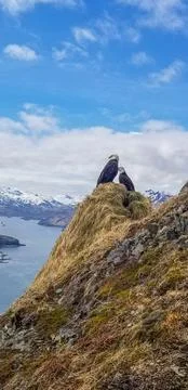 Bald eagle pair in their nest on mountain peak in Unalaska Alaska Фото