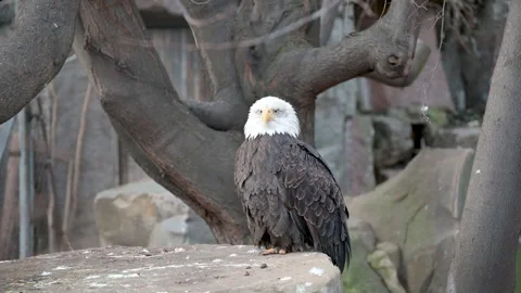 Bald Eagle pearching on stomp Stock Footage 321766027