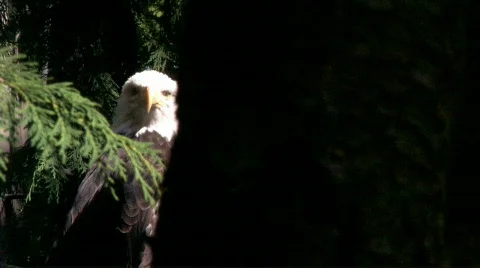 Bald Eagle peeking Stock Footage