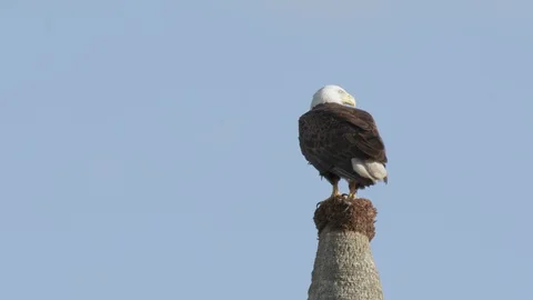 A bald eagle a perch in the swamp of Orlando wetlands in Florida, 4K nature Stock Footage 129030546