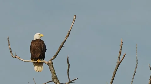Bald Eagle Perch in Top Of Tree Decides to Fly Stock Footage 302755242