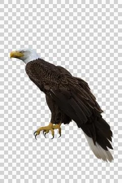 Bald Eagle perched. 3d illustration isolated on transparent background. Stock Illustration