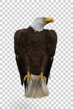 Bald Eagle perched. 3d illustration isolated on transparent background. Stock Illustration