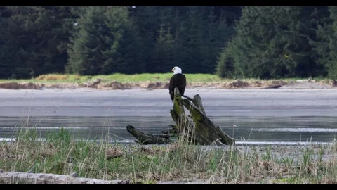 Bald Eagle Perched Above a Tidal River Channel Stock Footage 337515513