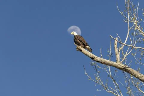 Bald Eagle Perched Against Blue Sky and Moon Fotos de archivo
